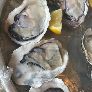 food, oysters, mussels, shellfish, oysters and mussels