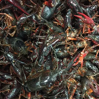 Live Crawfish (Order by the pound, no half pound)