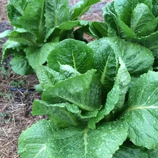lettuce growing in a garden