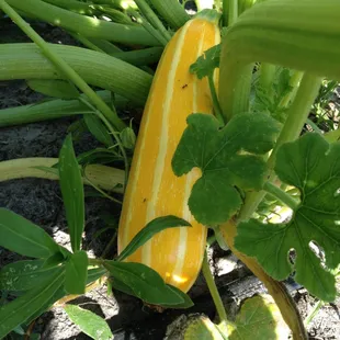 a squash growing in a garden