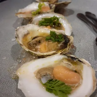 Oysters