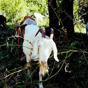 Urban hike experience 6/24/18