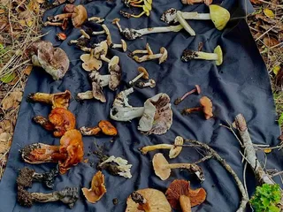 ForageSF Wild Food Walks