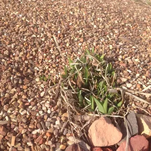 Spring is here!!!! Www.urbanlandscapesomaha.com