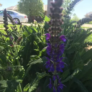 Urbanlandscapesomaha.com 402-515-1955