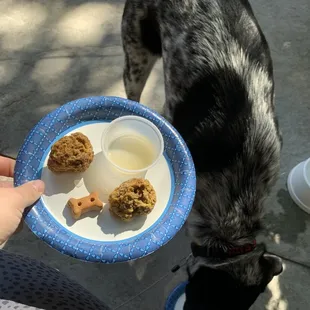 Our pup with the Homemade Meatballs