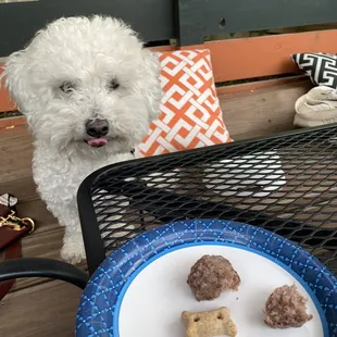 Doggie meatballs...Eddie approve6!