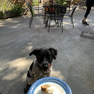 Our pup with her Puppaccino