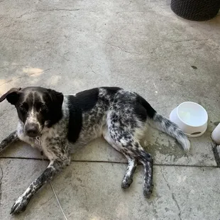 Our pup was provided with Local WI Water in a doggie bowl