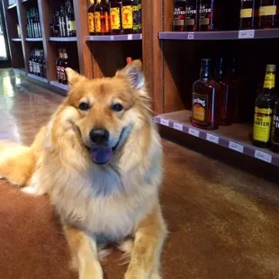 Dog friendly, dog approved!