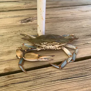 a crab on a wooden deck