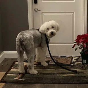 Meet Sammie. Great dog. Hoping to be out of pain and better cared for in the future.