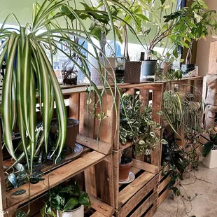 They have beautiful live plants for sale