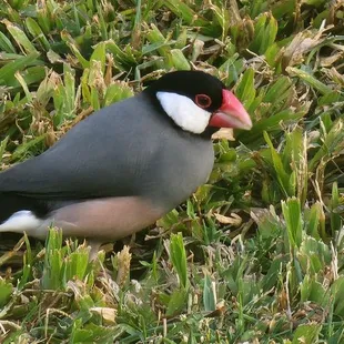 Puffins (but not)