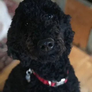 J V.