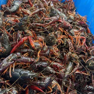 Crayfish