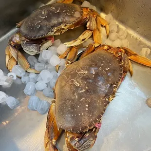Dungeness crab