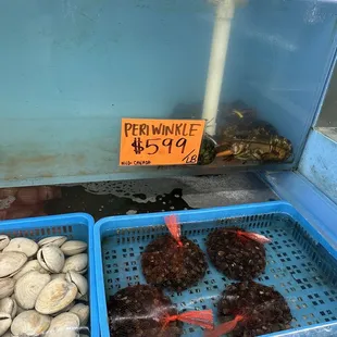 Live clam &amp; Main robster