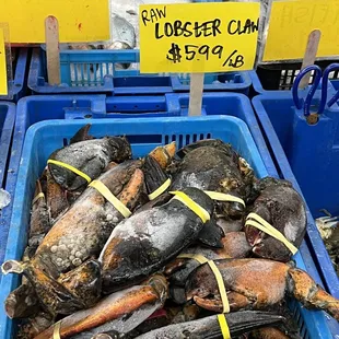 HUGE lobster claws, I mean bigger than my hand