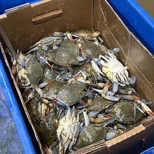 Live Blue crabs