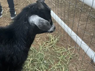 Christmas at Schnepf Farms