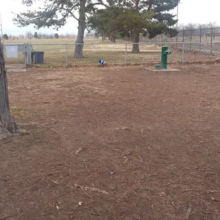 Scooby loves being off the leash