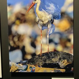 Please be better humans and properly dispose plastic bags