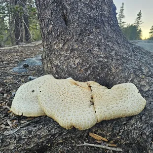 Monster shroom