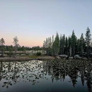 Sunset over the lily pads