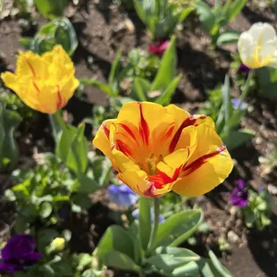 Beautiful flowers are always planted