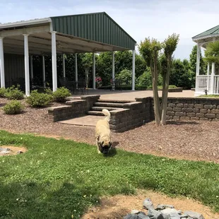 Stella loves the lawn.