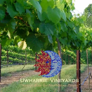 Uwharrie Vineyards