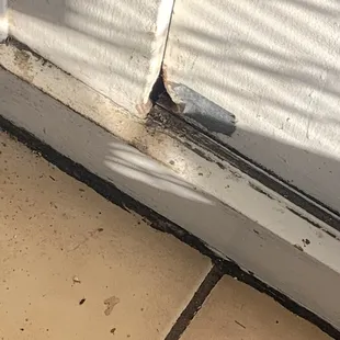 Mouse poop
