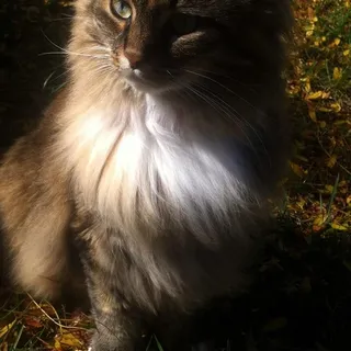 Leo Z.