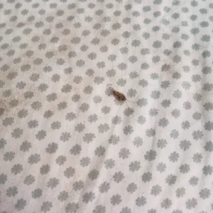 Close up of dead bug