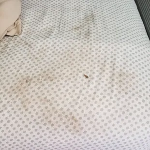 They put their dirty ass stuff on my bed and left a dead roach!