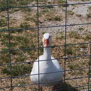 Funny looking duck I saw one time