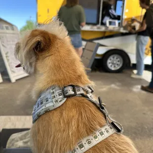 Otie enjoying his morning coffee break