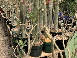 Arid Lands Greenhouses