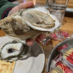 Steamed Chesapeake Oysters