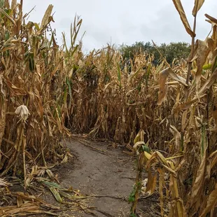 Corn maze