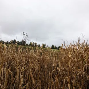 Corn maze
