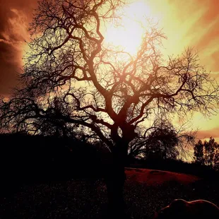 Cool tree