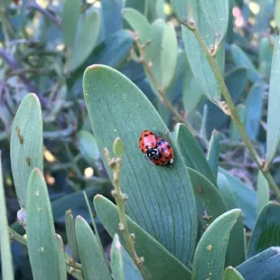 Mating