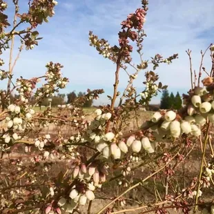Blueberry bush bloom