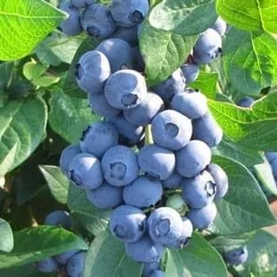 Perfect cluster of ripe blueberries
