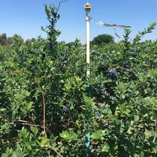 Healthy blueberry bushes