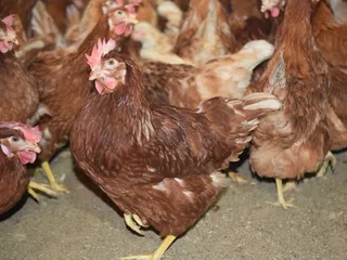 Gemperle Family Farm