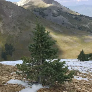 Camp C.