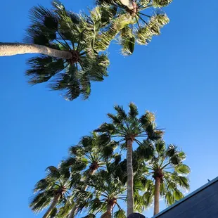 A view straight up from our table.